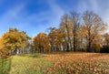 Beautiful autumn park with tall trees with yellow foliage and green grass lawns in Riga. Royalty Free Stock Photo