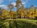 Beautiful autumn park with tall trees with yellow foliage and green grass lawns in Riga. Royalty Free Stock Photo