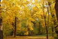 Beautiful autumn park, maple trees with yellow leaves