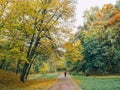 Beautiful autumn park with yellow leaves fallen. Beautiful autumn background landscape with empty park paths . Colorful