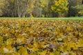 Beautiful autumn park with yellow leaves fallen from tree and green grass on the background. Beauty nature scene at fall Royalty Free Stock Photo