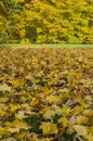 Beautiful autumn park with yellow leaves fallen from tree and green grass on the background. Beauty nature scene at fall Royalty Free Stock Photo