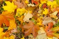 Beautiful autumn park with yellow maple leaves. Royalty Free Stock Photo