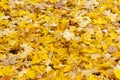 Beautiful autumn park with yellow maple leaves.
