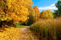 Beautiful autumn park with yellowed trees and pathway covered by fallen leaves Royalty Free Stock Photo