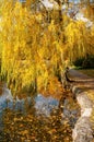 Beautiful autumn park with yellowed weeping willow tree reflected in the water