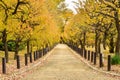 Beautiful Autumn Pathway In The Park Royalty Free Stock Photo