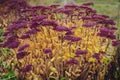 Beautiful Autumn pink sedum on a