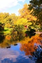 Beautiful autumn pond with ducks and trees reflected in water Royalty Free Stock Photo
