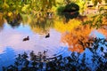 Beautiful autumn pond with ducks and trees reflected in water Royalty Free Stock Photo