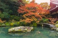 Beautiful autumn pond with koi fish japan garden