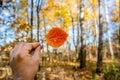 Beautiful autumn red aspen leaf in a woman`s hand on the background of a large forest. Photo in autumn colors. Background