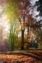Beautiful autumn red beech tree in a park stock images