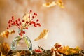 Beautiful autumn red berries and oak leaves in glass bottle on wood  at bokeh background, front view. Autumn still life with Royalty Free Stock Photo