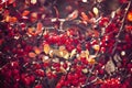 Autumn red bush barberry in the rays of the morning sun, Royalty Free Stock Photo