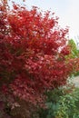 Beautiful autumn red bush in the park. A bush of bright red viburnum. Royalty Free Stock Photo