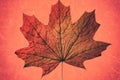 Beautiful autumn red yellow canadian maple dry leaf on a pink background artwork closeup Royalty Free Stock Photo