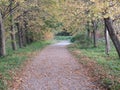 Beautiful autumn road with branches with yellow leaves above and bushes around and some drown fallen leaves