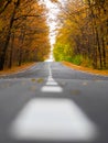Beautiful autumn road in  forest Royalty Free Stock Photo