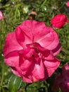 Beautiful autumn rose with bud after rain