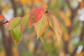 Beautiful autumn sacura branch with red - green leaves with dew drops and cobweb Royalty Free Stock Photo