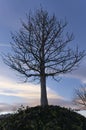 Beautiful autumn scene of a branched tree with blue pink sunset Royalty Free Stock Photo