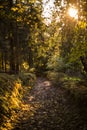 Beautiful autumn scene, colorful forest in the mountains