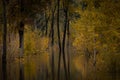 Beautiful autumn scene in a flooded forest with yellow trees reflecting on water Royalty Free Stock Photo