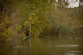 Beautiful autumn scene in a flooded forest with yellow trees reflecting on water Royalty Free Stock Photo