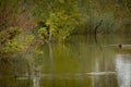 Beautiful autumn scene in a flooded forest with yellow trees reflecting on water Royalty Free Stock Photo