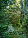 A fountain in the forest Royalty Free Stock Photo