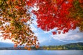 Beautiful Autumn scene maple tree and Mount Fuji at lake kawaguchiko in morning Royalty Free Stock Photo