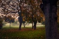 Beautiful autumn scene in the morning in the park on an alley Royalty Free Stock Photo