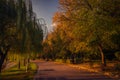 Beautiful autumn scene in the morning in the park on an alley Royalty Free Stock Photo