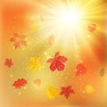 Fallen leaves and sun. Colorful leaves on the blurry background. Bright autumn foliage background. Fall backdrop. EPS 10 Royalty Free Stock Photo