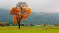 Beautiful autumn scenery of Bavarian countryside in Schwangau with a solitary tree on the meadow in foreground and Schloss Neuschw