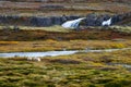 Beautiful Mountain Scenery, Sheep graze in the highlands. Colourful Morning View in Iceland. Stunning autumn on