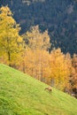 Beautiful Autumn Scenery of European Countryside, Austria, Europe