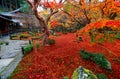 Beautiful autumn scenery of fiery maple trees and a red carpet of fallen leaves in the Japanese garden of Enkoji Royalty Free Stock Photo