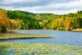 Beautiful autumn scenery with flowting lily pads on lake. Royalty Free Stock Photo