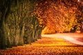 Beautiful autumn scenery with line of trees and and a road in the park, Scotland Royalty Free Stock Photo