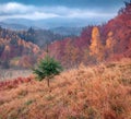 Beautiful autumn scenery.Misty morning view of foggy mountain valley with small fir tree on the iddle. Royalty Free Stock Photo