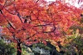 Beautiful autumn scenery of the trees in the park. Wonderful beauty and harmony of the nature.