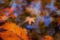 Beautiful autumn season at national park, South Korea. Reflectio