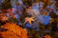 Beautiful autumn season at national park, South Korea. Reflectio