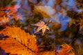 Beautiful autumn season at national park, South Korea. Reflectio