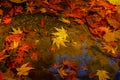 Beautiful autumn season at national park, South Korea. Reflectio