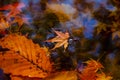 Beautiful autumn season at national park, South Korea. Reflectio