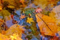 Beautiful autumn season at national park, South Korea. Reflectio