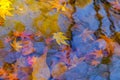 Beautiful autumn season at national park, South Korea. Reflectio